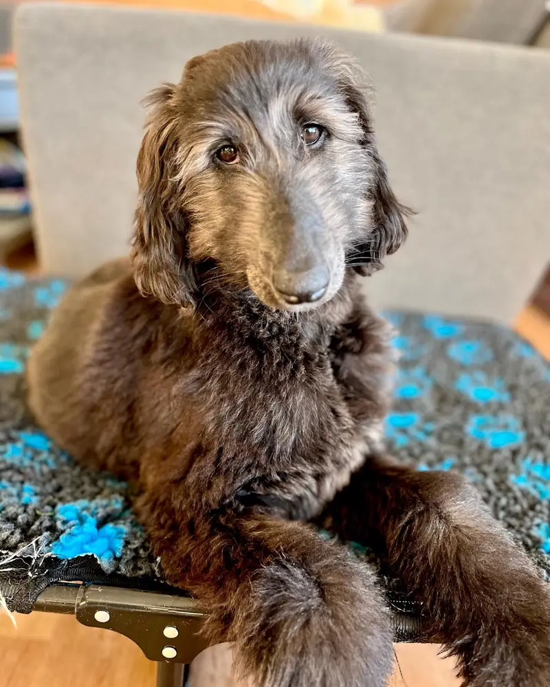 Afghanischer Windhund Welpe von Kato Welpen