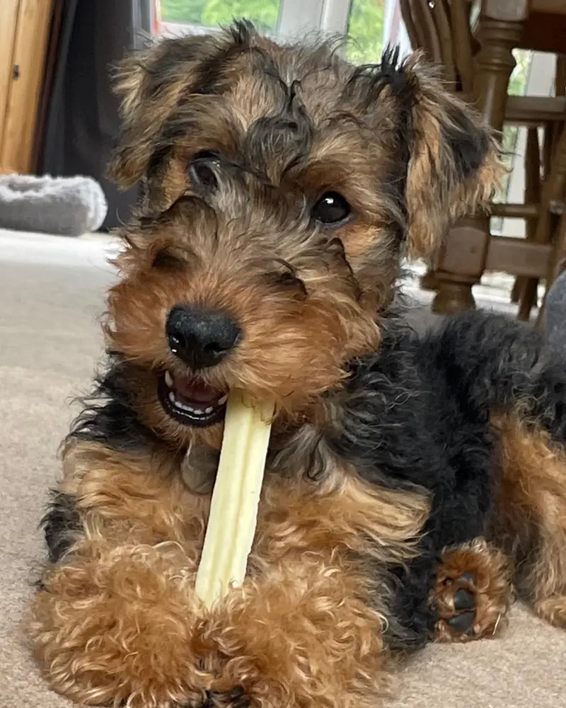 Airedale Terrier Welpe von Kato Welpen