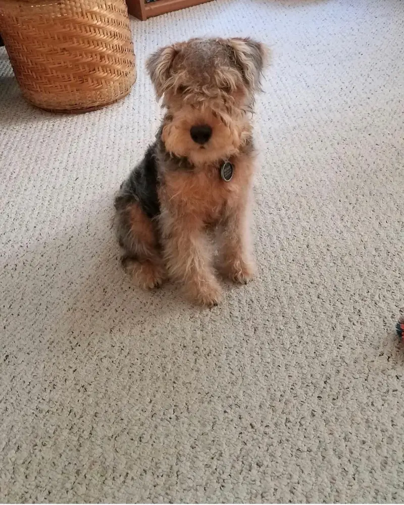 Airedale Terrier Welpe von Kato Welpen