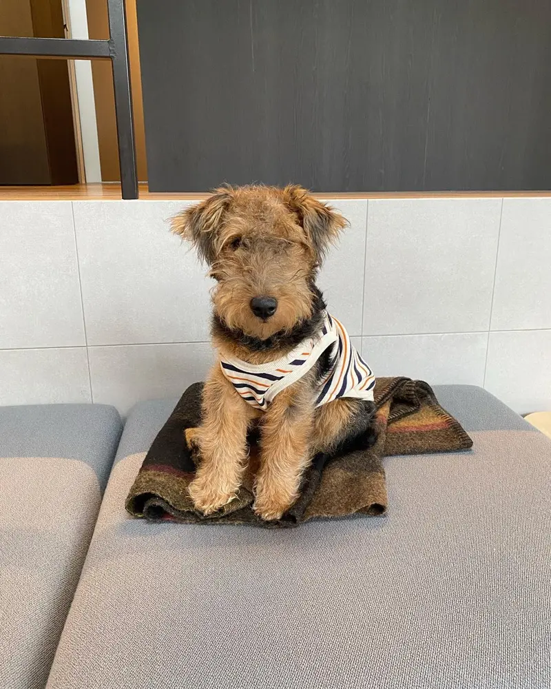 Airedale Terrier Welpe von Kato Welpen