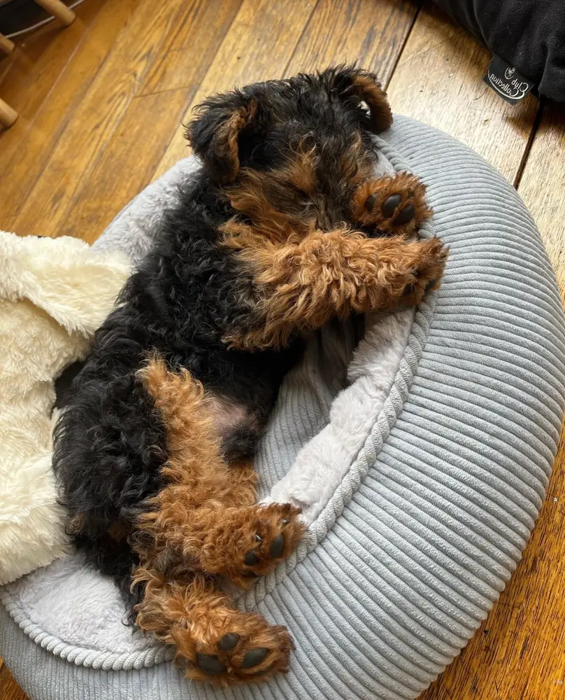 Airedale Terrier Welpe von Kato Welpen