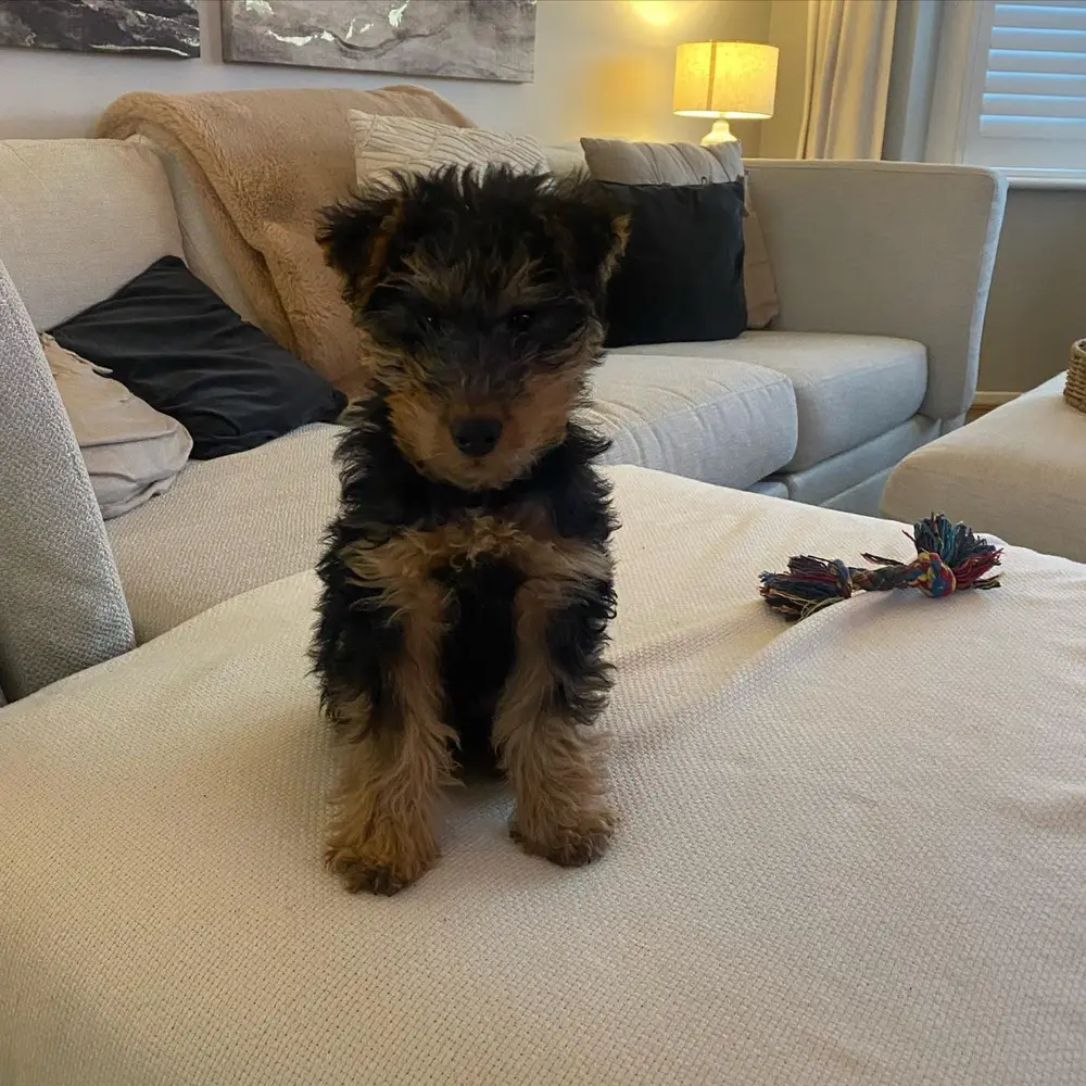 Airedale Terrier Welpe von Kato Welpen