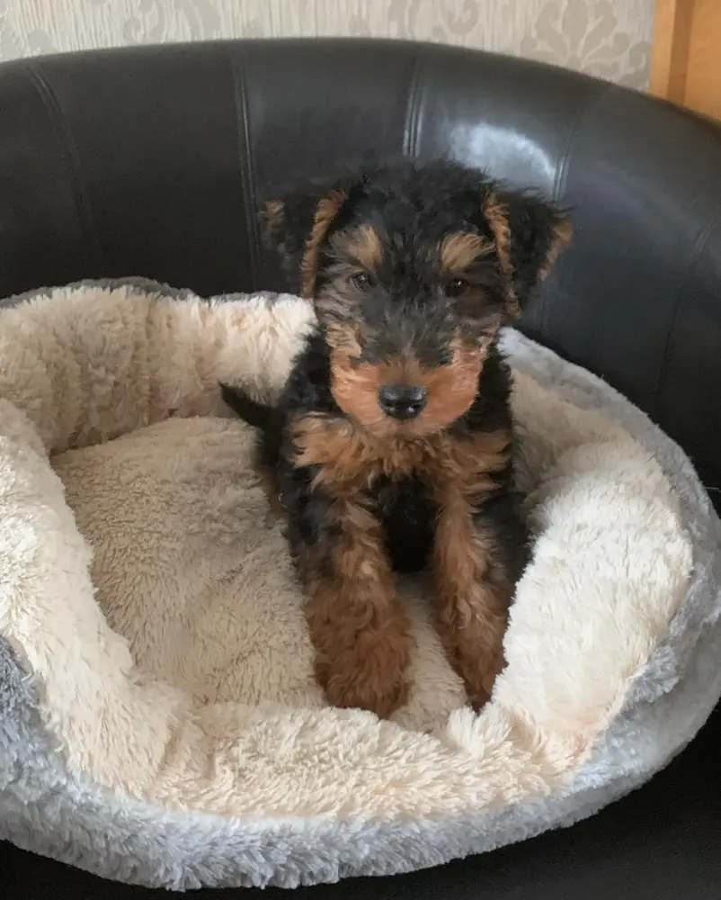 Airedale Terrier Welpe von Kato Welpen