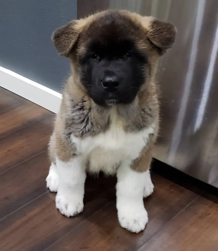 Akita Welpe von Kato Welpen