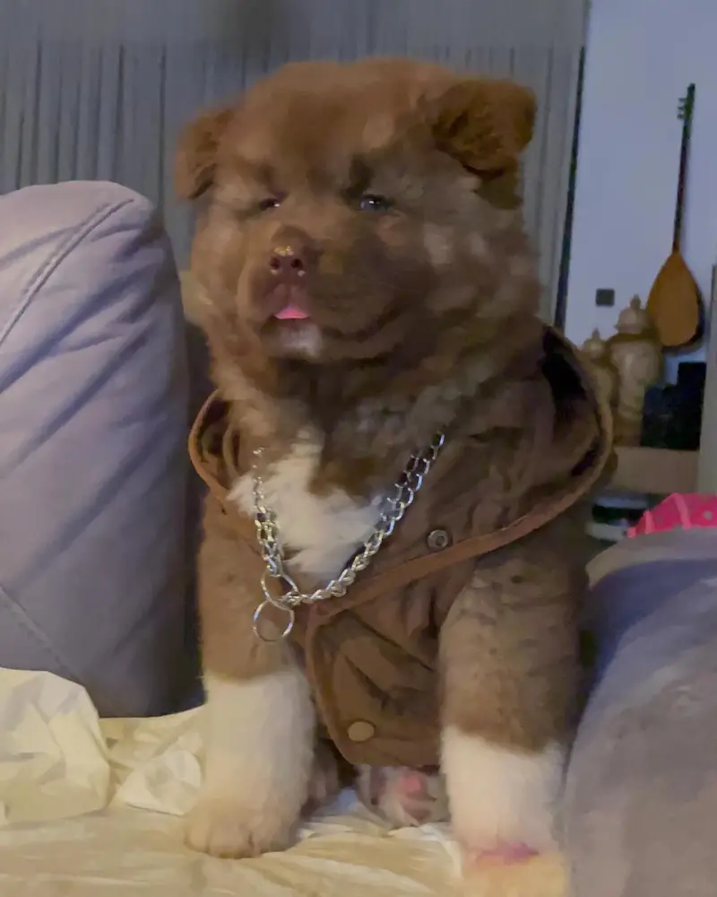 Akita Welpe von Kato Welpen