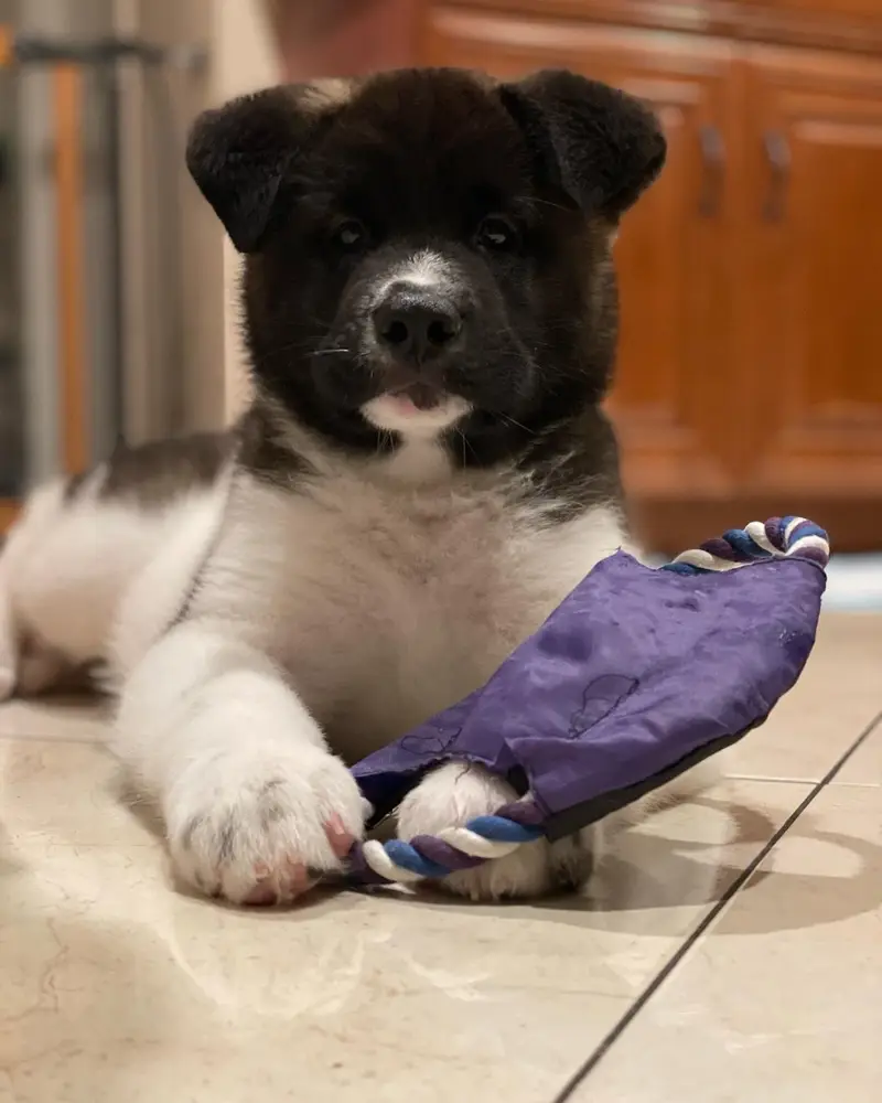 Akita Welpe von Kato Welpen
