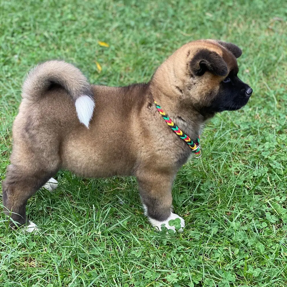 Akita Welpe von Kato Welpen
