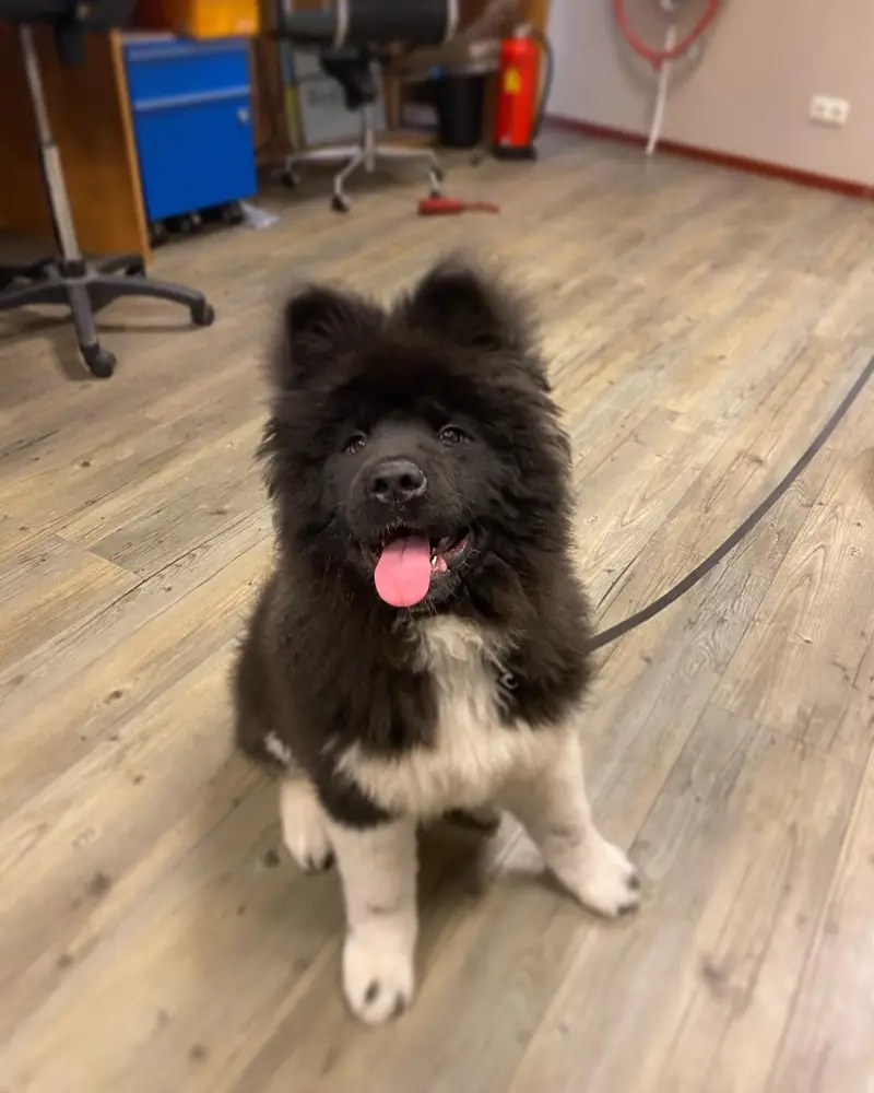 Akita Welpe von Kato Welpen