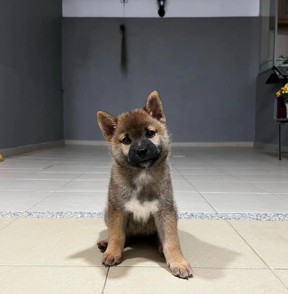 Akita Welpe von Kato Welpen