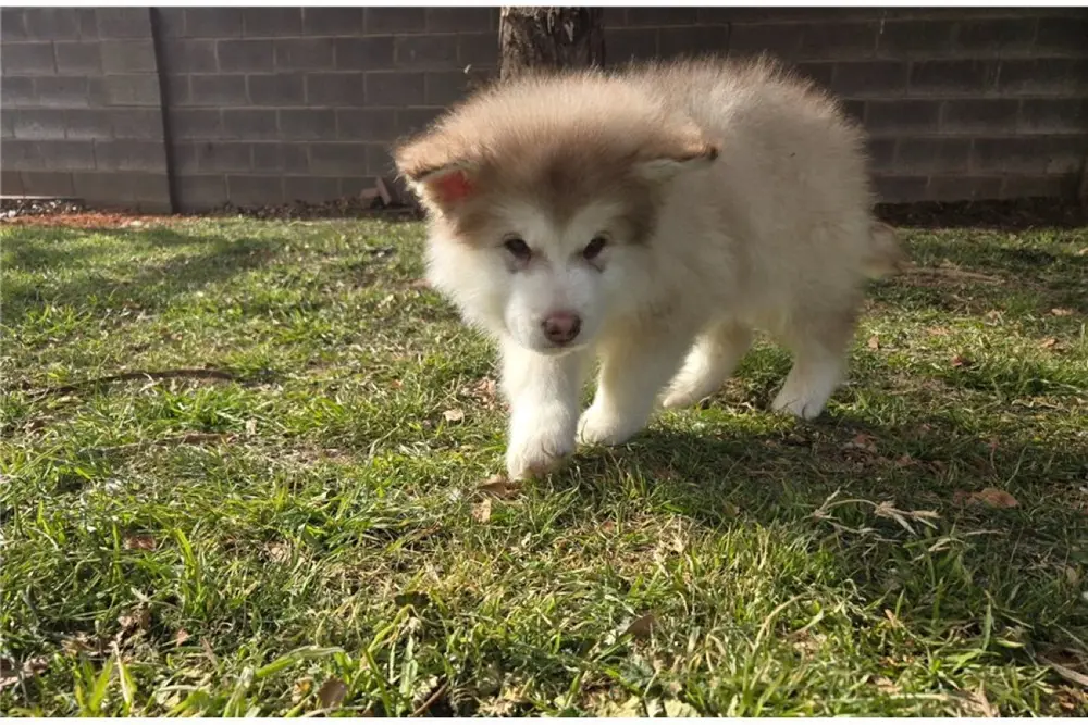 Alaskan Malamute