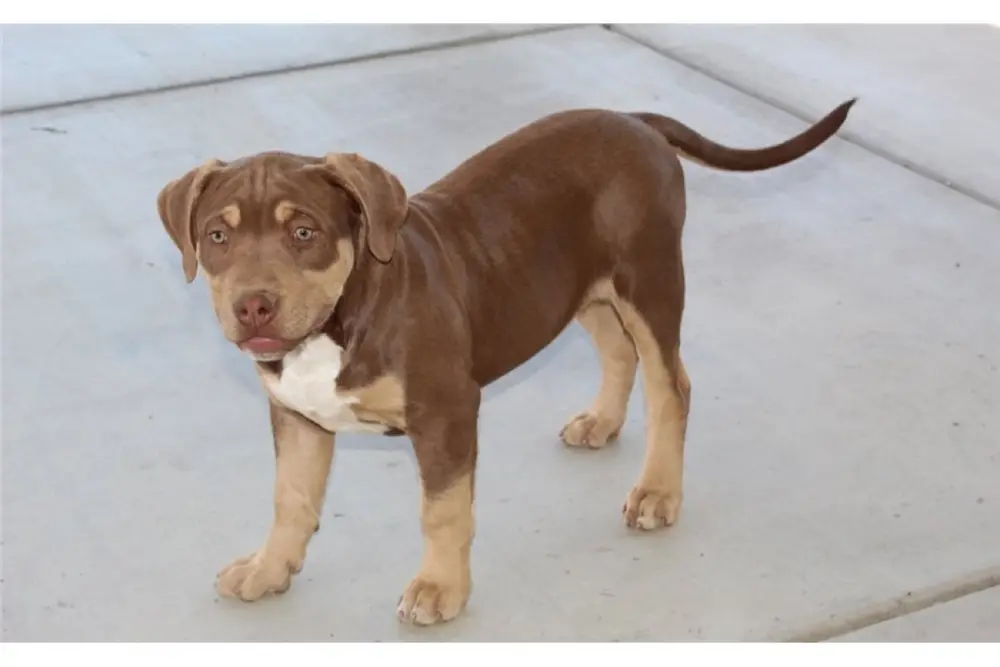 American Bully