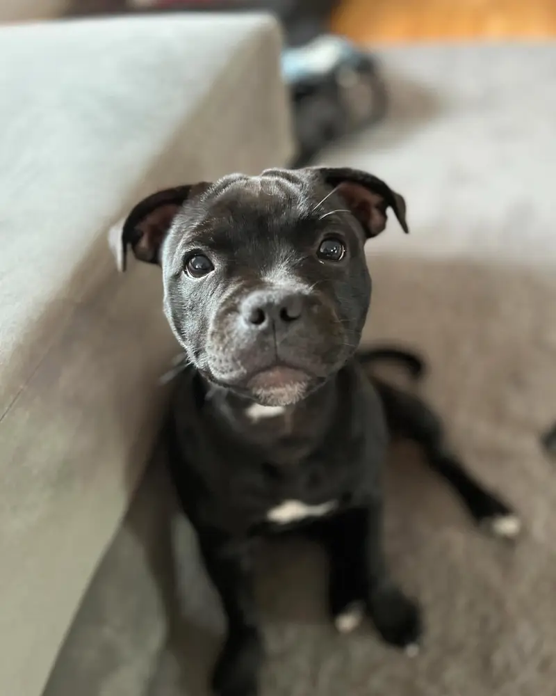 American Staffordshire Terrier