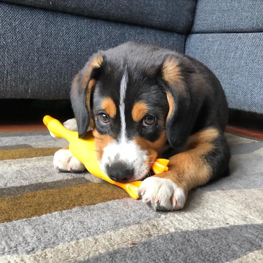 Appenzeller Sennenhund