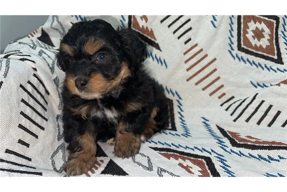 Aussiedoodle