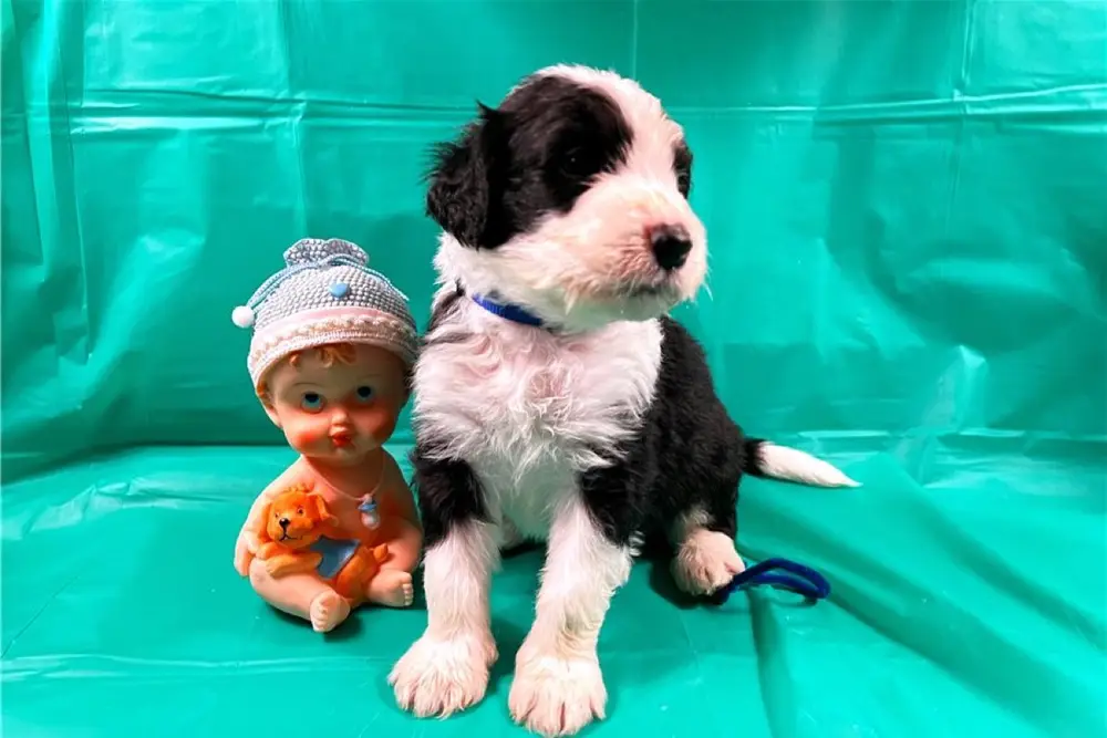 Kumar