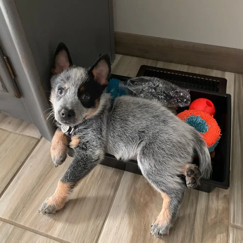 Australian Cattle Dog