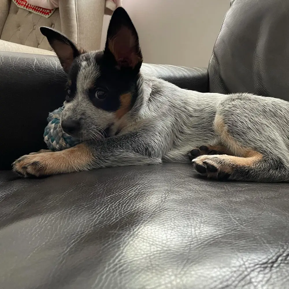 Meli