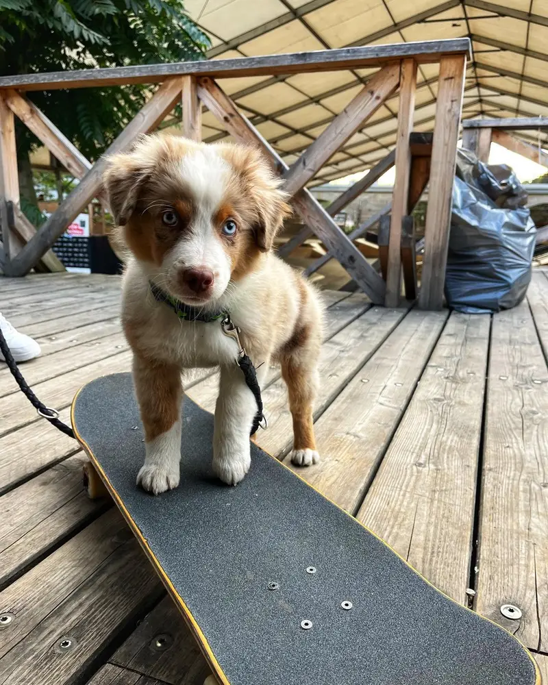 Australian Shepherd