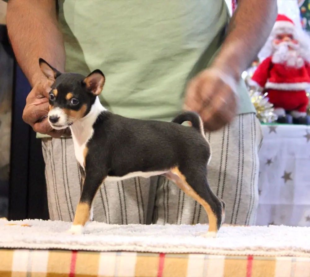 Basenji