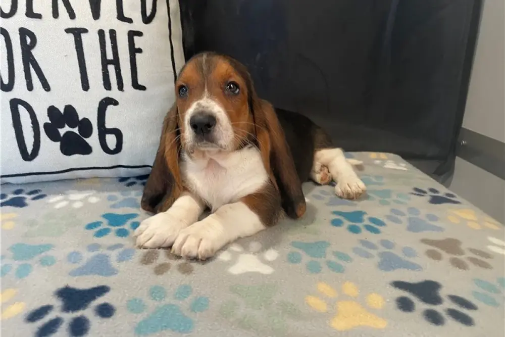 Basset Hound