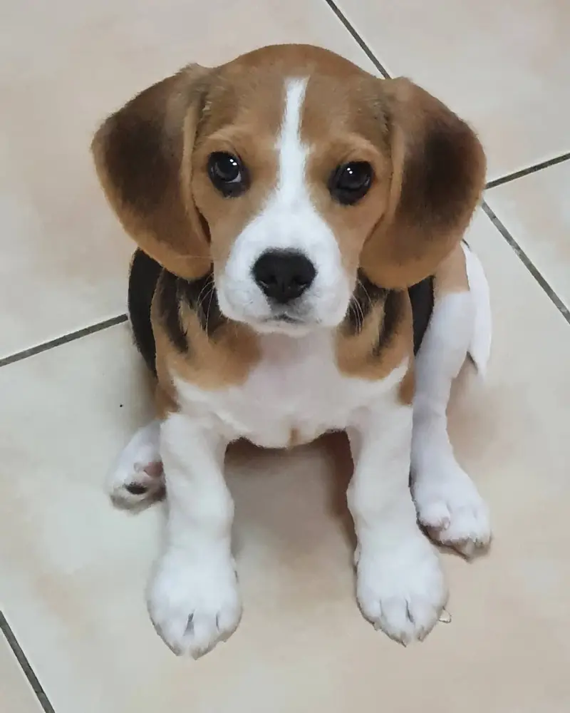 Beagle