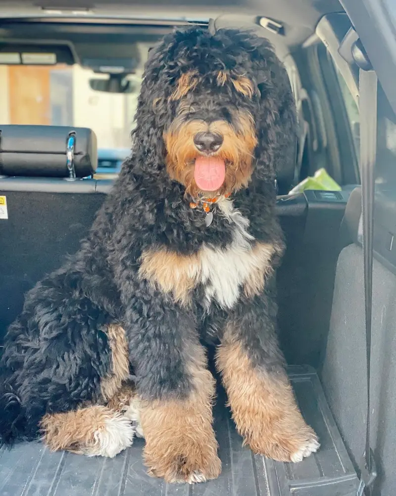 Bernedoodle