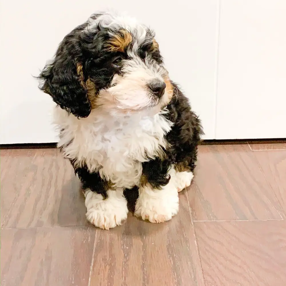 Josie