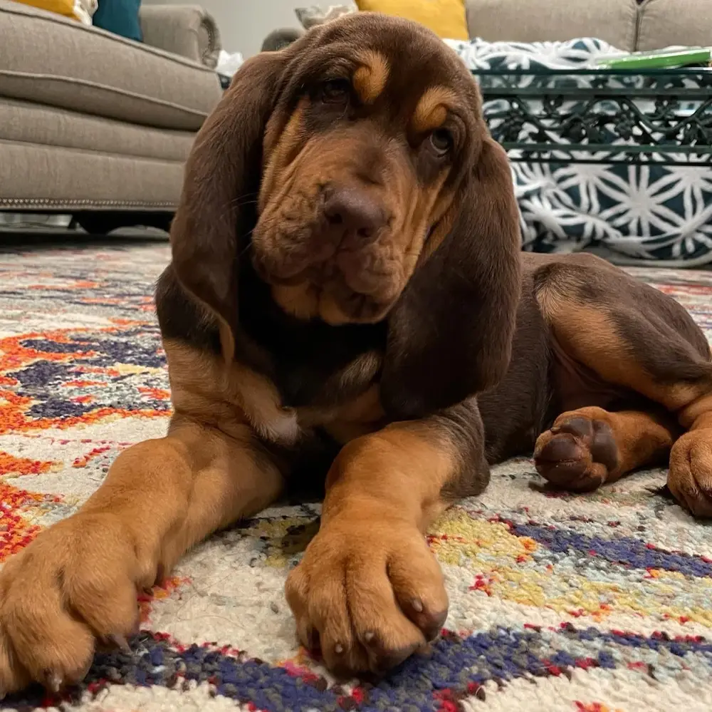Bloodhound