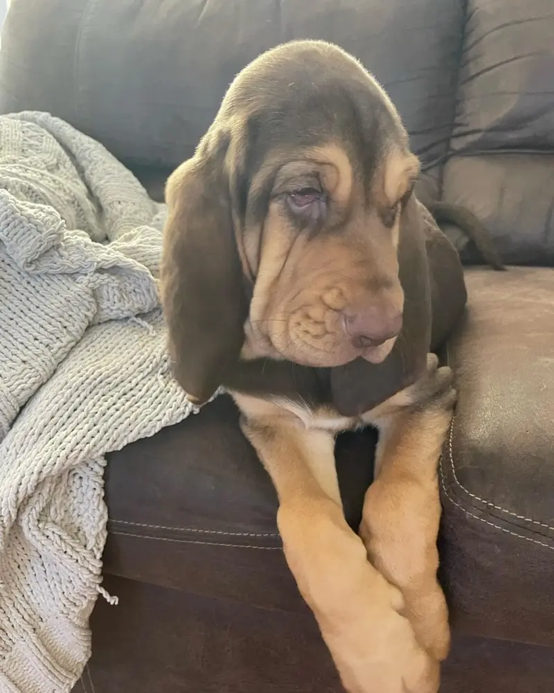 Millie