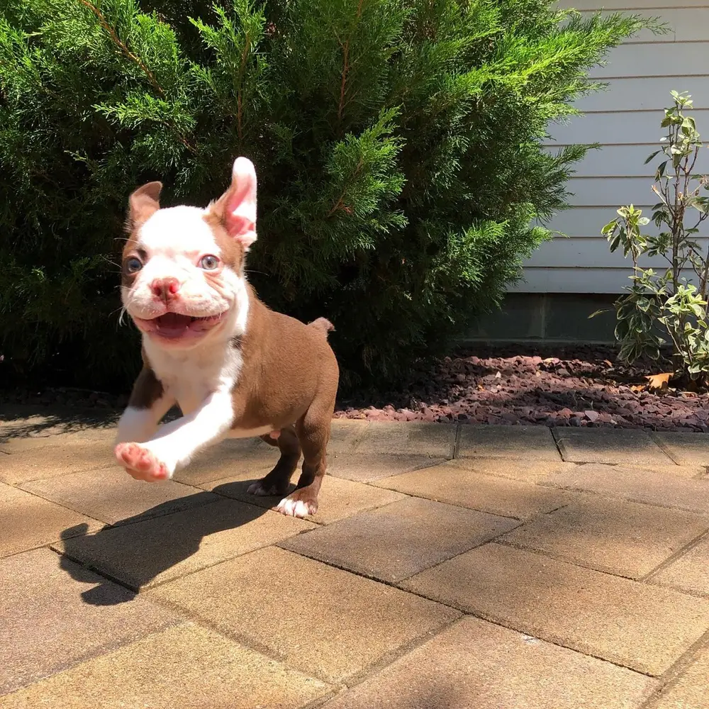 Bruno