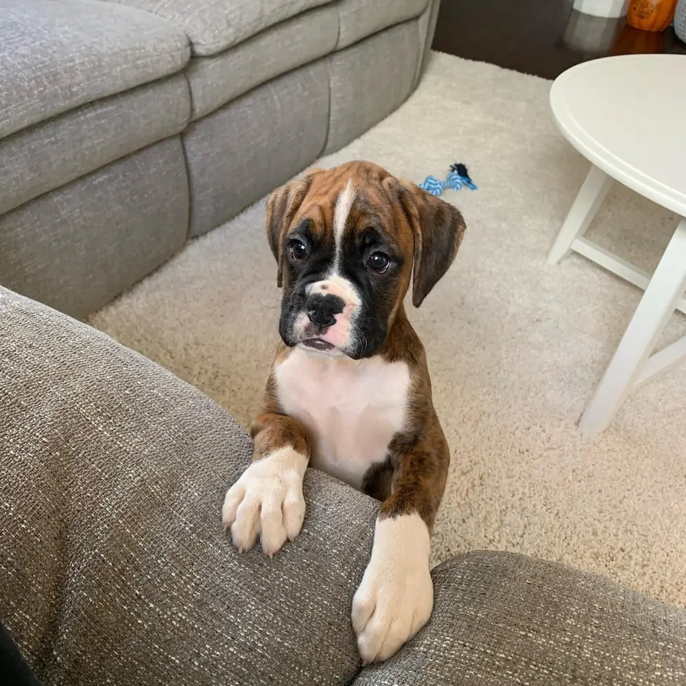 Brindle