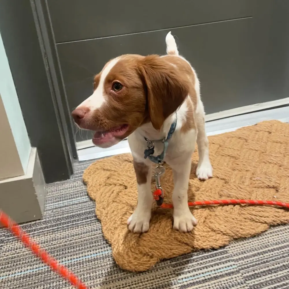 Brittany Spaniel
