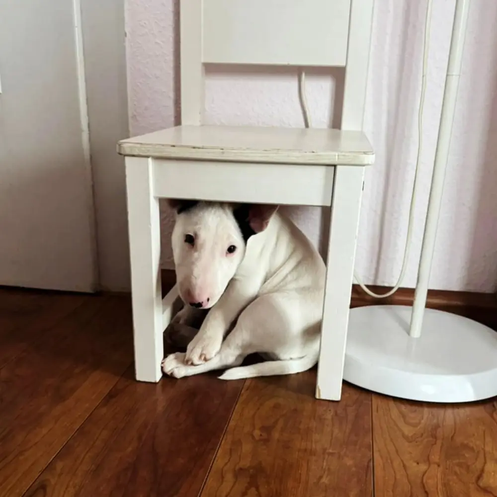 Pepper
