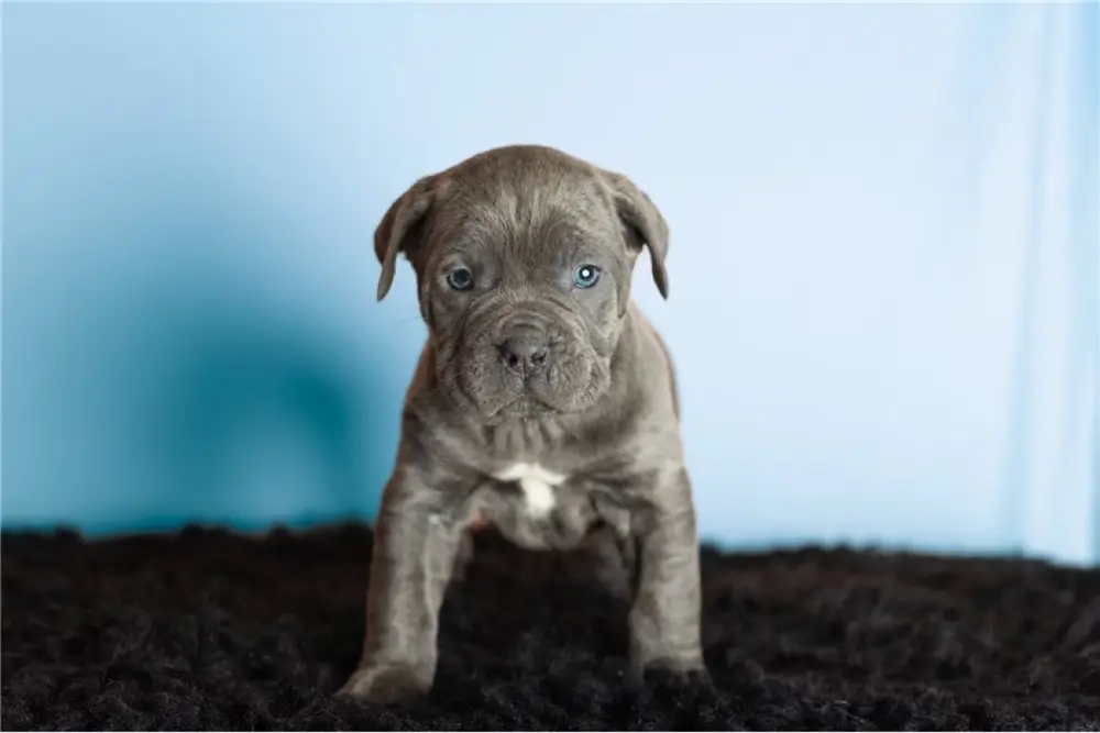 Cane Corso