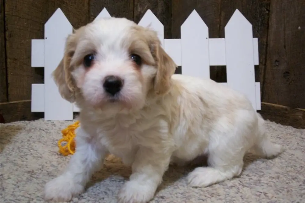 Cavachon