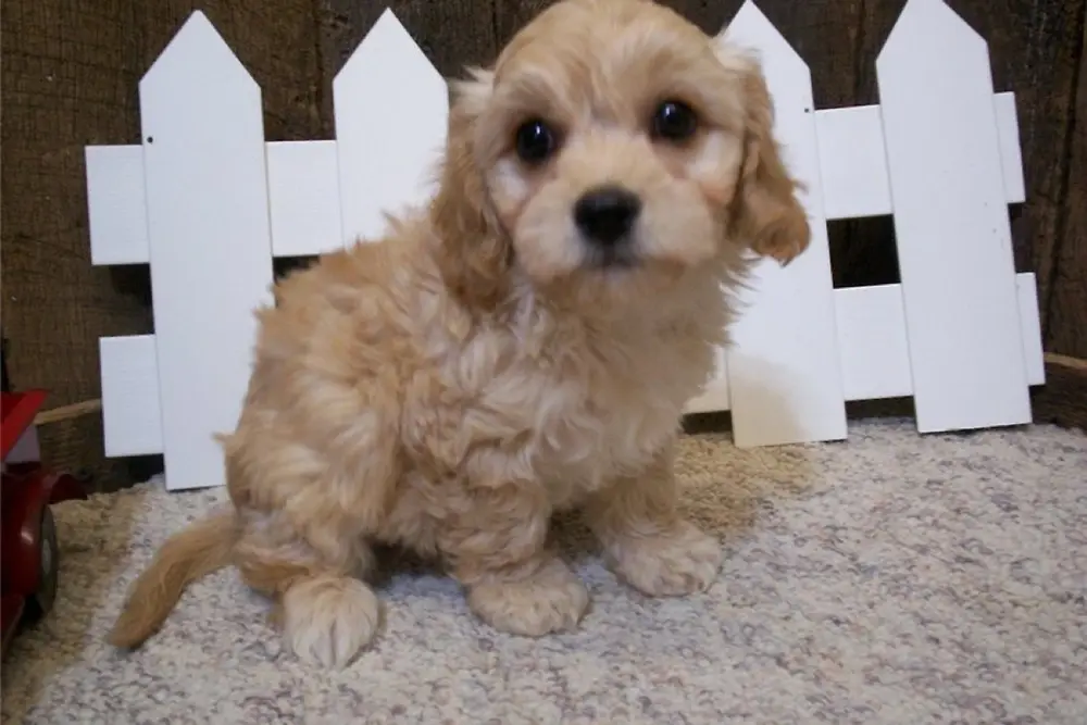 Humphrey