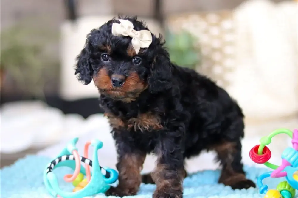 Cavapoo