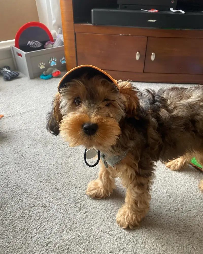 Lando