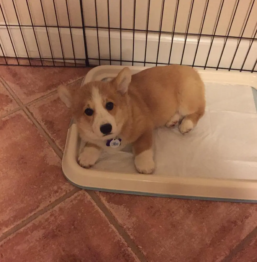 Corgi