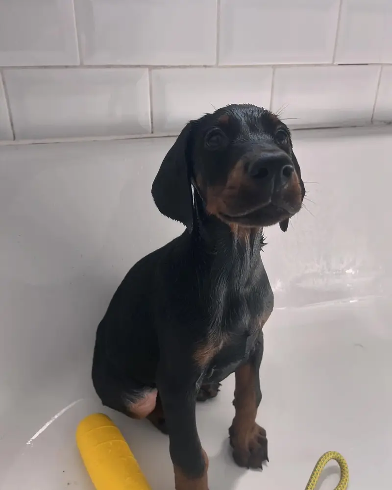 Gunner