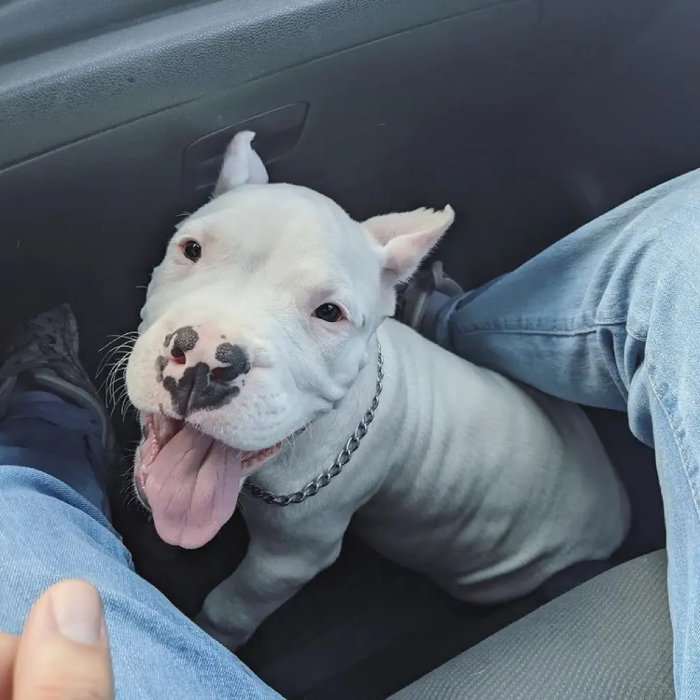 Dogo Argentino