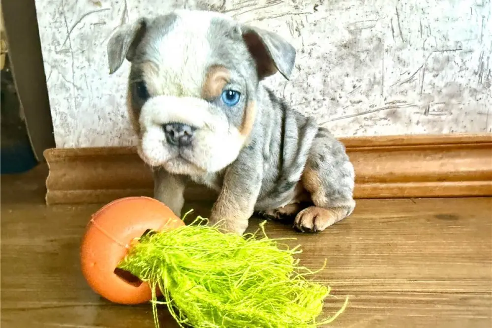 Precious