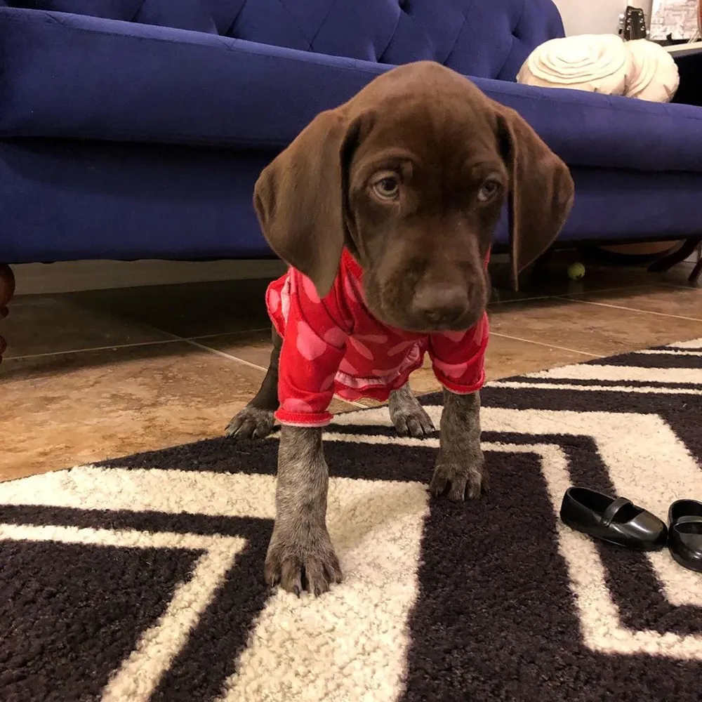 ENZO