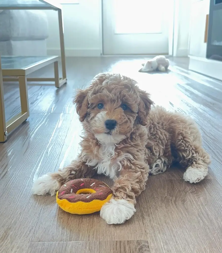 Myla
