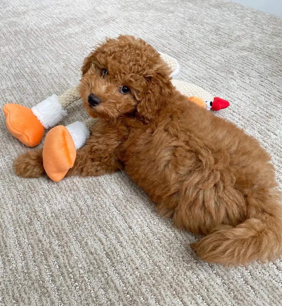 Teddy