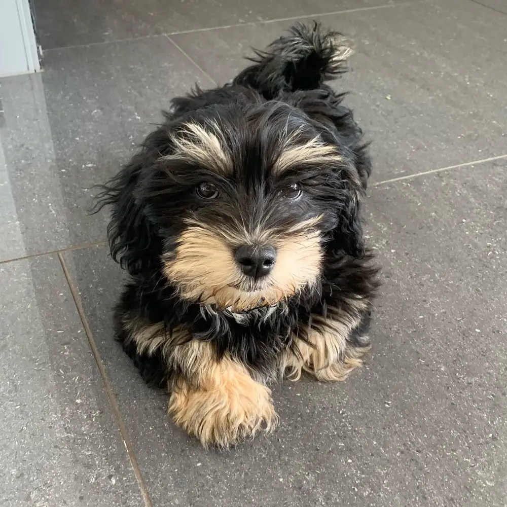 Ruby