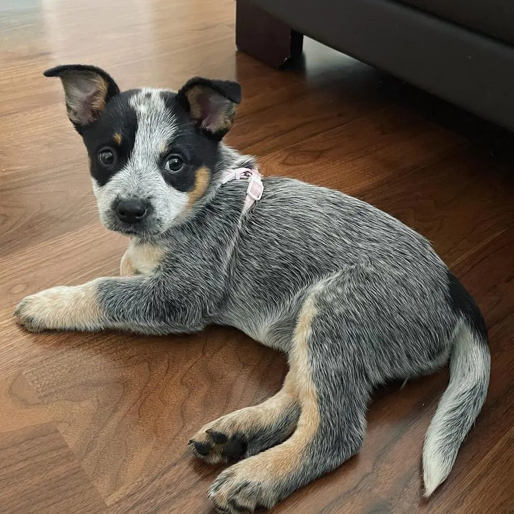 Meli