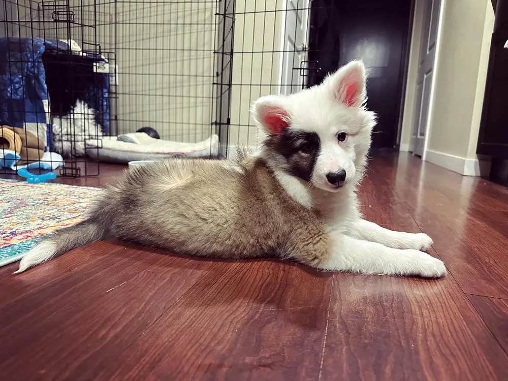 Islandhund