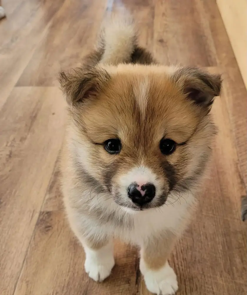 Kun