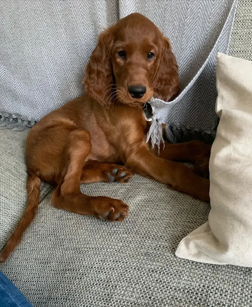Pipa